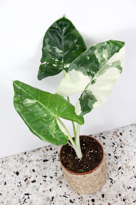 Alocasia macrorrhiza variegata