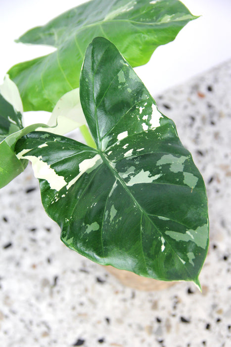 Alocasia macrorrhiza variegata