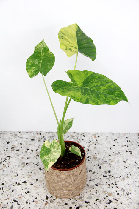Alocasia gageana aurea variegata