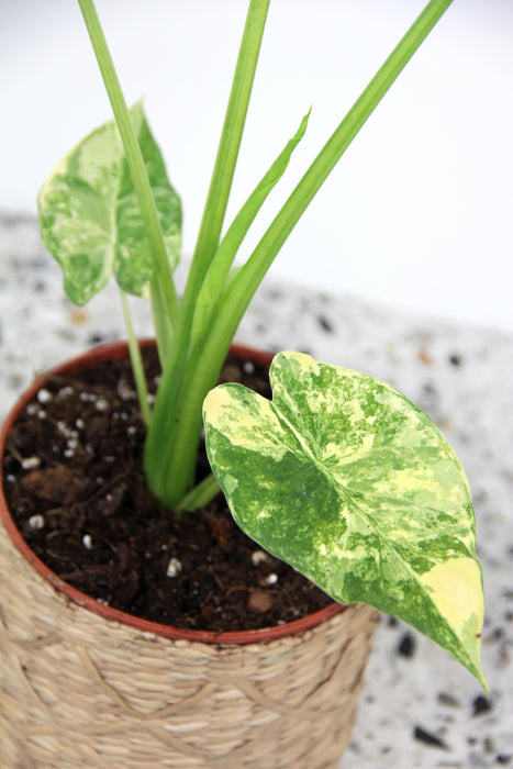 Alocasia gageana aurea variegata