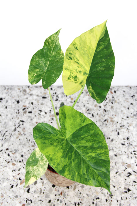 Alocasia gageana aurea variegata
