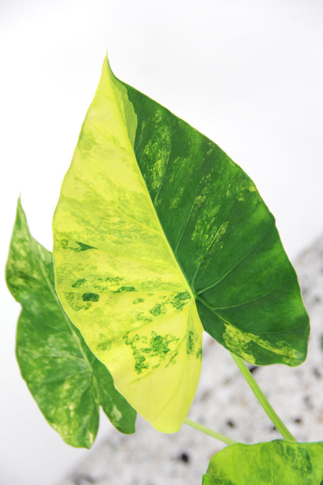 Alocasia gageana aurea variegata