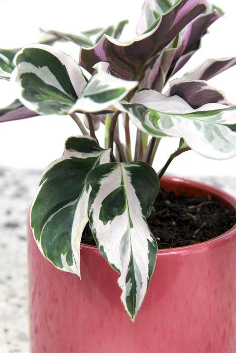 Calathea white fusion - médium