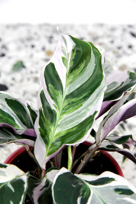 Calathea white fusion - médium