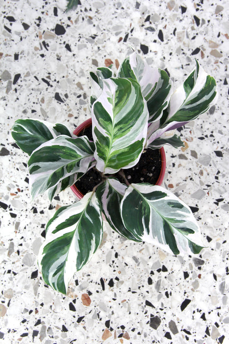 Calathea white fusion - médium