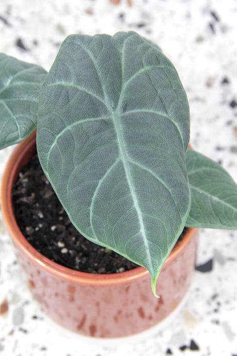 Alocasia dragon moon