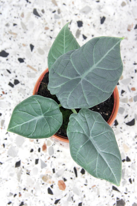 Alocasia dragon moon