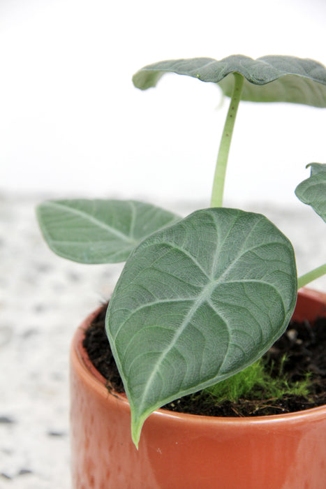 Alocasia dragon moon