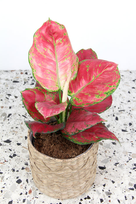 Aglaonema red joy