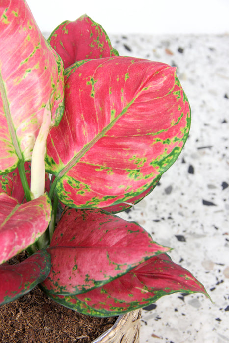 Aglaonema red joy