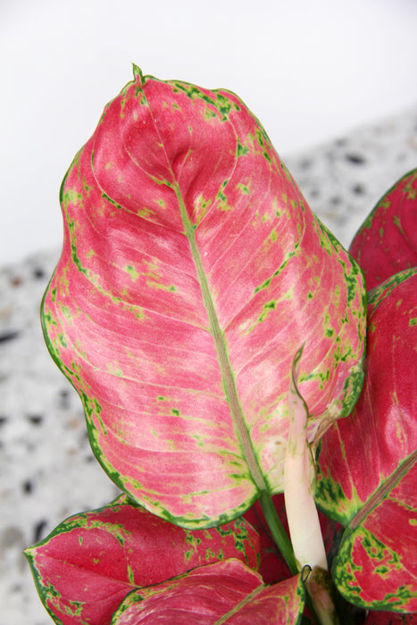 Aglaonema red joy