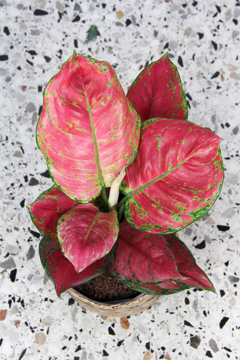 Aglaonema red joy