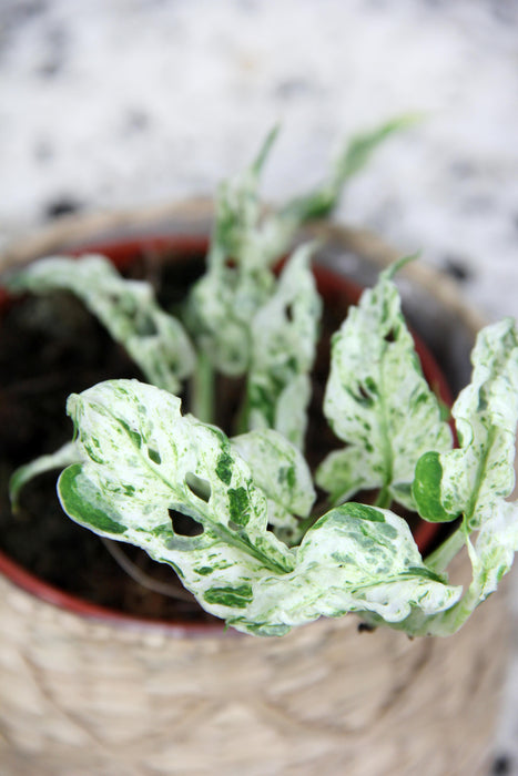 Monstera frozen freckles