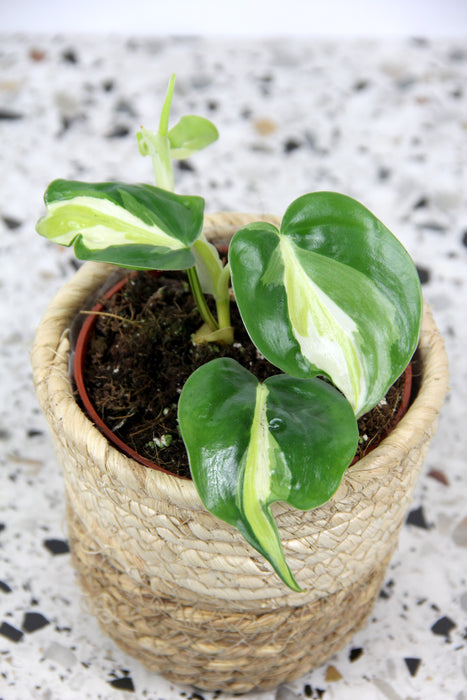 Philodendron scandens cream splash