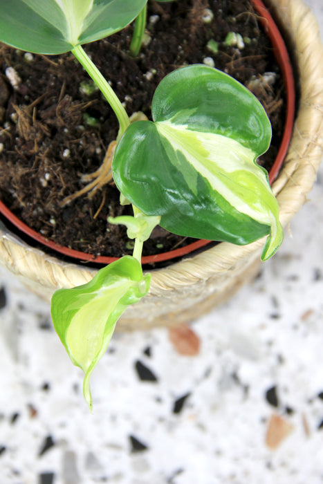 Philodendron scandens cream splash