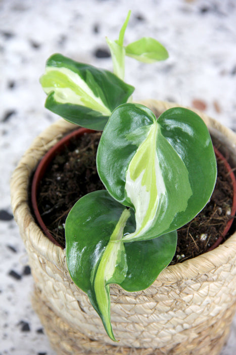 Philodendron scandens cream splash