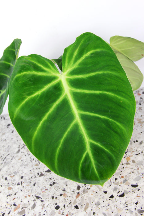 Philodendron luxurians - Large