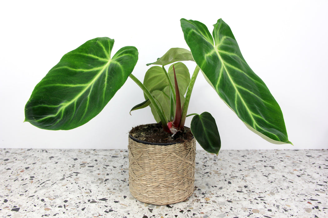 Philodendron luxurians - Large