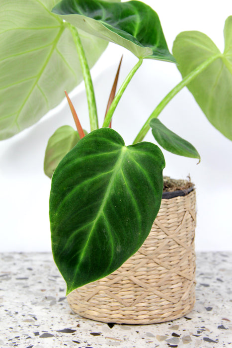 Philodendron luxurians - Large