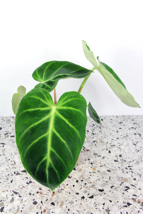 Philodendron luxurians - Large