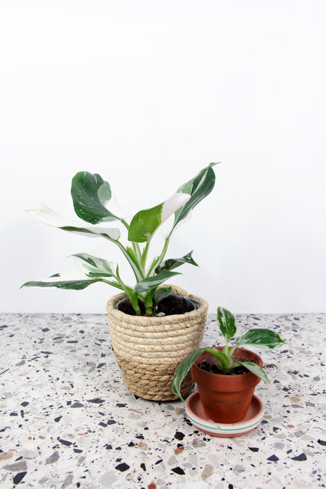Philodendron white wizard