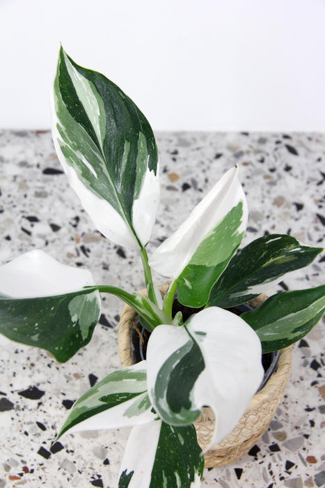 Philodendron white wizard