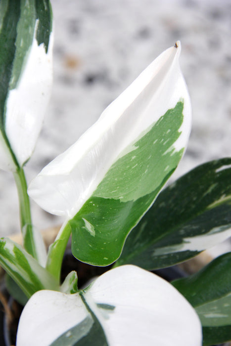 Philodendron white wizard