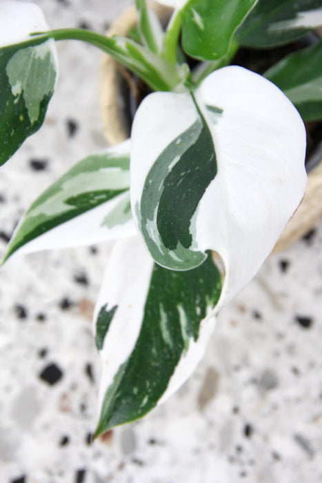 Philodendron white wizard
