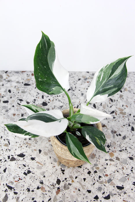 Philodendron white wizard