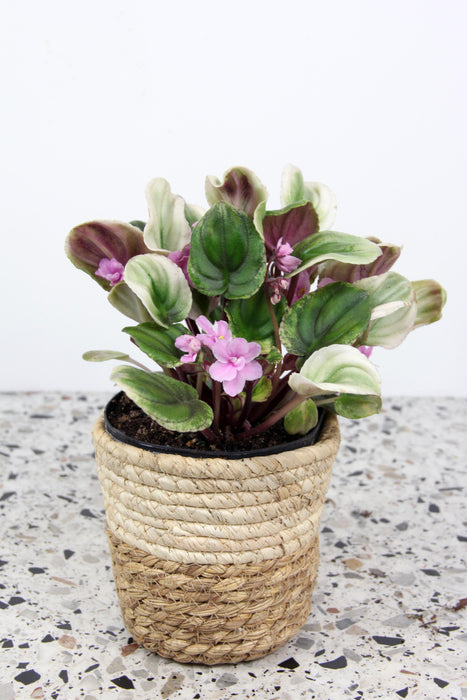 Saintpaulia variegata tiamat
