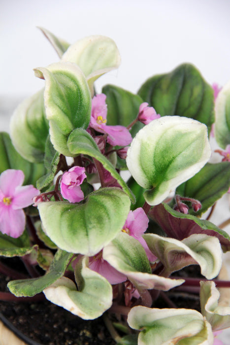 Saintpaulia variegata tiamat