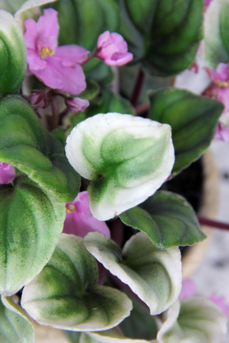Saintpaulia variegata tiamat