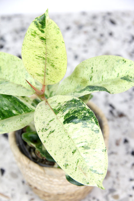 Ficus shivereana moonshine