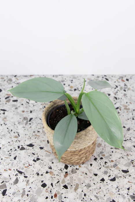 Philodendron hastatum silver sword