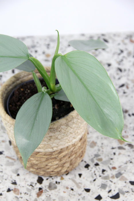 Philodendron hastatum silver sword