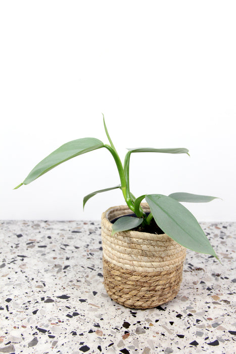 Philodendron hastatum silver sword