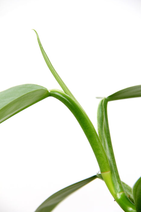 Philodendron hastatum silver sword