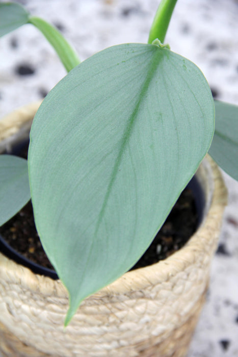 Philodendron hastatum silver sword