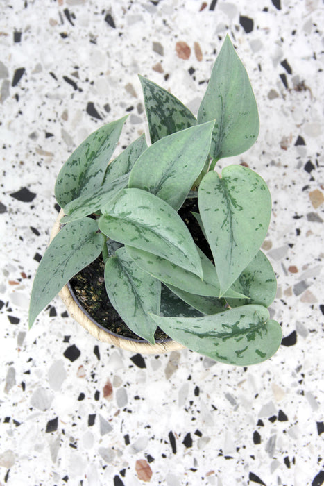 Scindapsus pictus silver lady