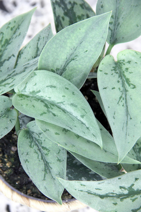 Scindapsus pictus silver lady