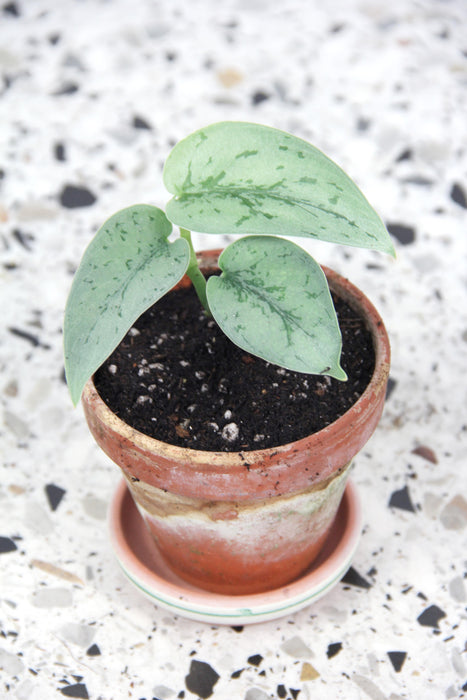 Scindapsus pictus silver lady