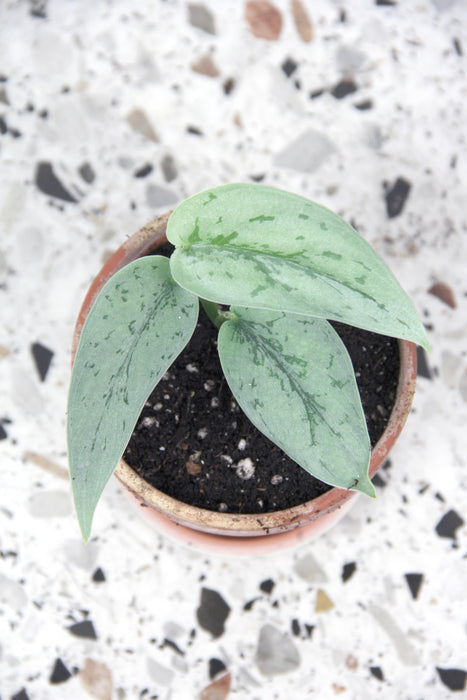 Scindapsus pictus silver lady