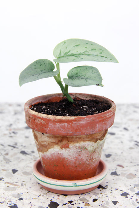 Scindapsus pictus silver lady