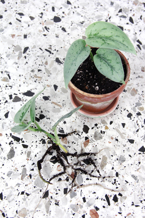 Scindapsus pictus silver lady