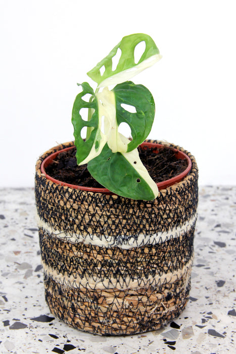 Monstera adansonii variegata