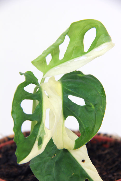 Monstera adansonii variegata