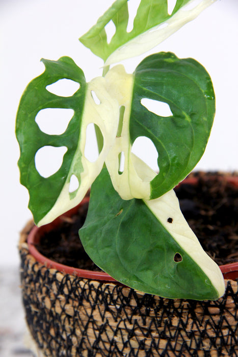 Monstera adansonii variegata