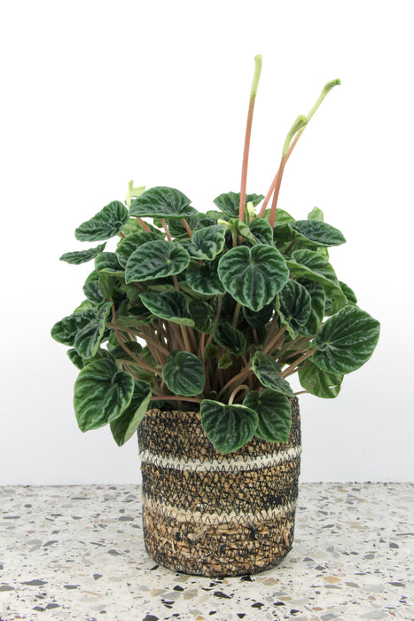 Peperomia lilian - Large