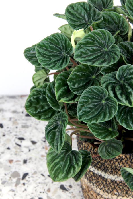 Peperomia lilian - Large