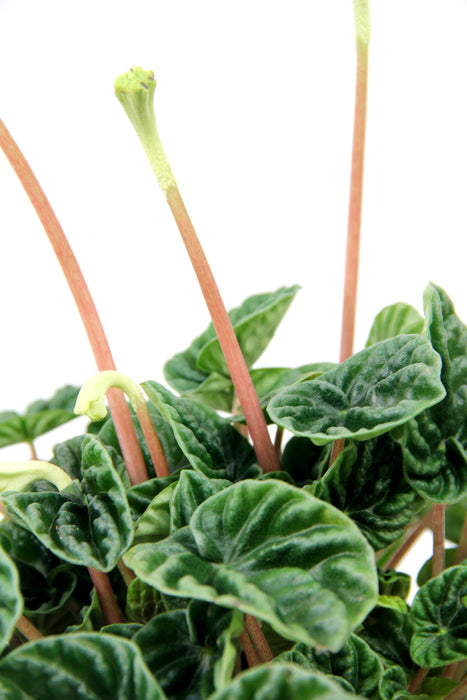 Peperomia lilian - Large